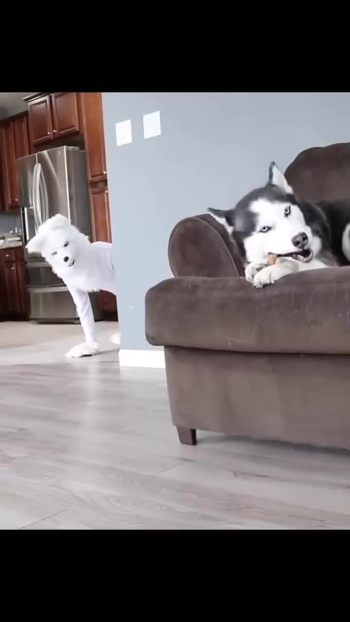 Husky Pranked By Wolf Mask_ _shorts