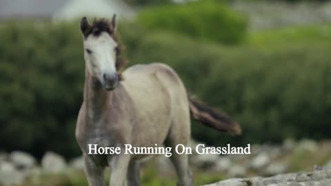 Horse Running 🦓 On Grassland