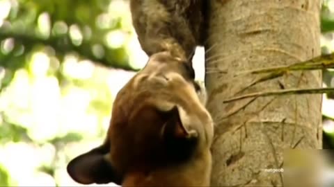 cougar attacks sloth with all its might