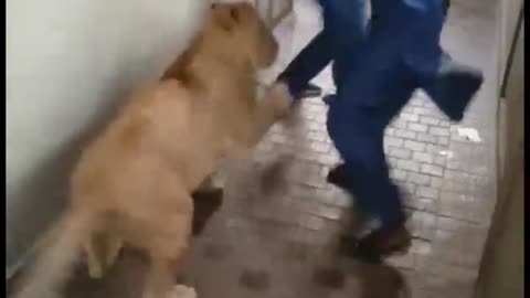 lion attack on man