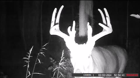 Backyard Trails Cams - Big Buck Smiles for the Camera