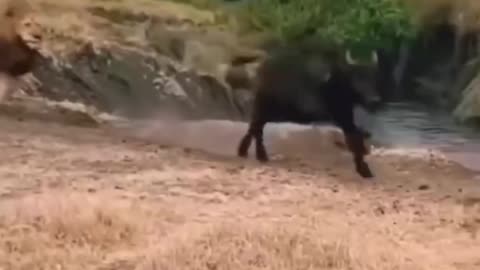 BRAVE BUFFALO