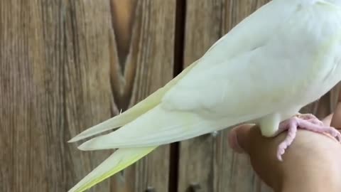 Funny parrot |cockatiel parrot | Funny birds | Funny animals