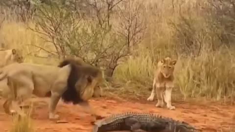 2 lions vs crocodile#shortvideo #2023