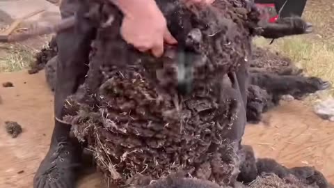 Potato-Shaped Sheep Shearing | A Unique Shearing Experience