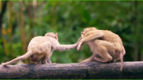 Cute and funny monkey, monkey videos