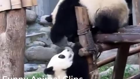 😂 FUNNY PANDA VIDEOS [TRY NOT TO LAUGH] BEST PANDA VIDEOS COMPILATION 🐼 FUNNY ANIMAL CLIPS