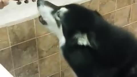 husky compilation_ cutest and funniest huskies of tiktok