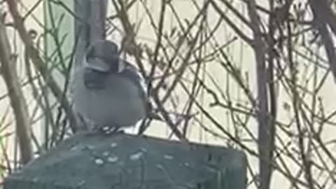 #shorts - #bird scratching an itch in the rear while chirping, #sparrow #birds