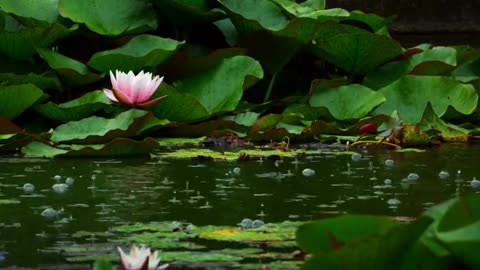 Escape to the Forest: A Nature's Symphony of Rain and Leaves