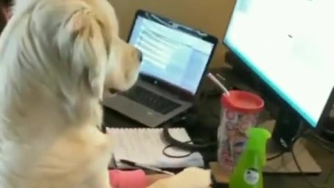 Funny Dog Decides To Do The Job Himself