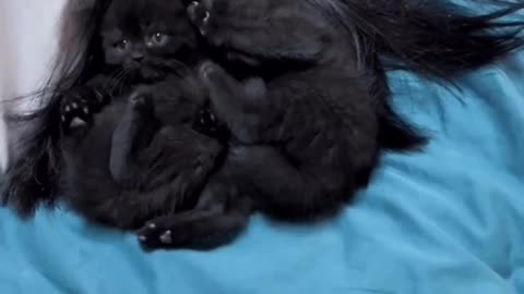 Black cats in home