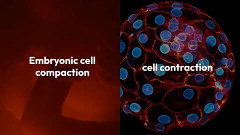 The Contractile Forces of Life: New Discovery Reshapes Our Understanding of Embryo Formation