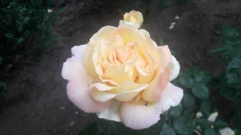 Delicate rose for you