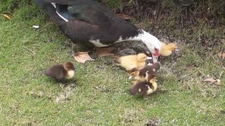 Ducks Enjoying Florida Afternoon