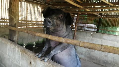 Happy Thai pig smacking gums