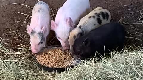 Roll that CUTE Piggy Footage! The Black One is Our FAVE #shorts #viral #trending