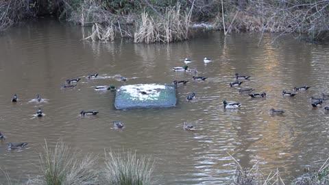 dinner time for the duckies