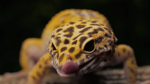 Green toad breathing with a dark background