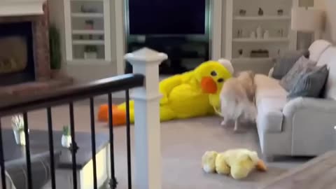 When your dogs most favorite thing is a stuffed 😂duck toy!