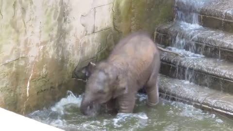 Elefantenbaby geht baden im Zoo Hannover