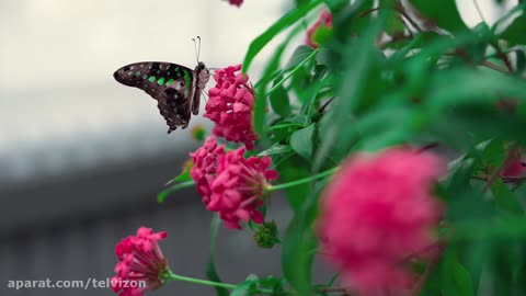 Amazing butterfly video (Serenity in Nature part 2)