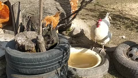 Good morning at the farm, you are greeted by Tristan, Sapphire and their flock of chickens!