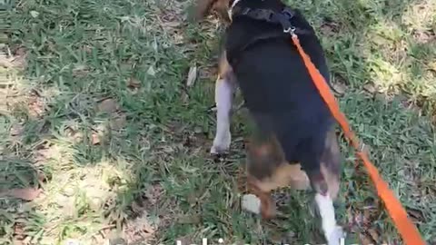 Getting some good walking in #beagleslife #beagletales #amazinglife #shorts