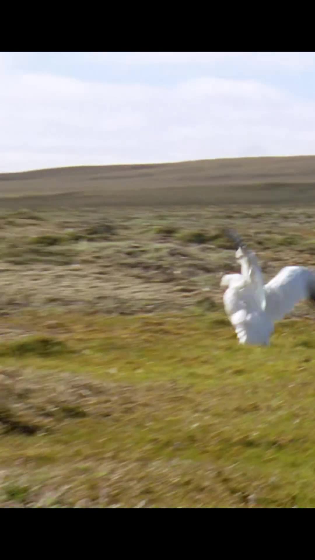 Mother Hyena attack on Swan cubes for her babies