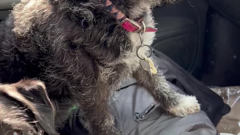 Puppy Gets Super Excited for Chicken Nuggets