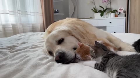 Golden Retriever Attacked by Funny Tiny Kittens