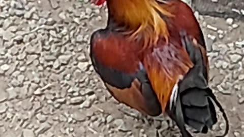 #Patriarch Fowls Panglao Bohol