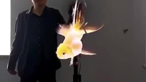 Pez dorado en holograma