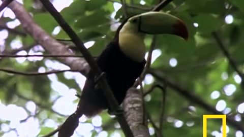 Birds of Paradise - Toucan | National Geographic