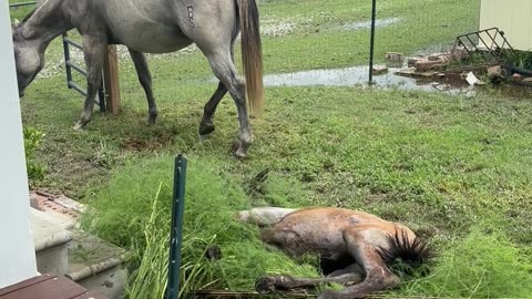 Baby Horse Takes a Tumble