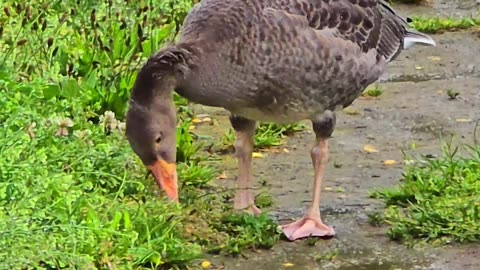 A goose and a duck by a river in rainy weather / beautiful water birds in nature.