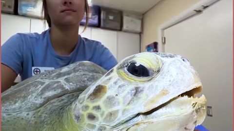 sea turtle rescued barnacles removed asmr