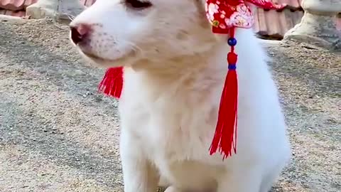 A cute little white dog # # # of pet dog of a pet