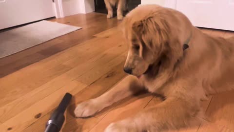 Goofy Golden Plays With Vacuum