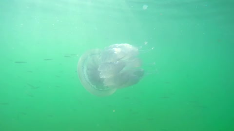 Jellyfish swimming in the ocean