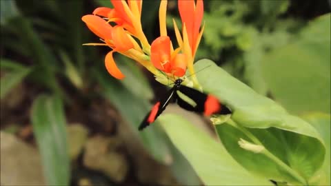 An Hour with Most Beautiful Butterflies on the Earth - Nature, Insects, Butterfly