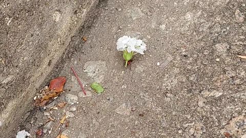 Ant Carries Oversized Flower