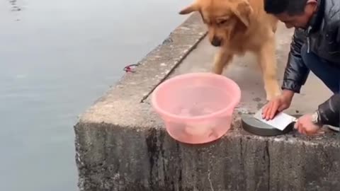 KIND DOG HELPING MAN VERY SMARTLY