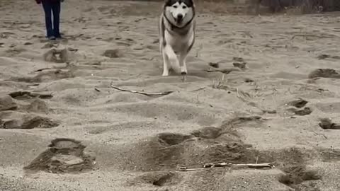 Our Boy Nanook Out For A Run