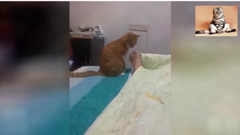 Best Funny Cat Videos 2023