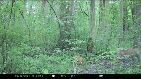 Doe with Newborn Fawn