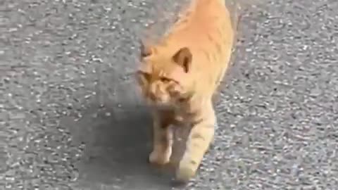 Funny Moments with Cats part32#shorts #cat #funny