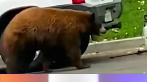 A Bear Rummaging Through Cars In The City