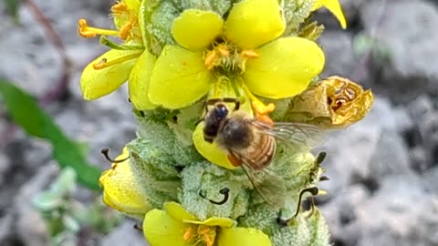 BEES AND THE MULLEIN!