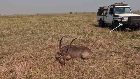 Lions Of the Zambeze Delta